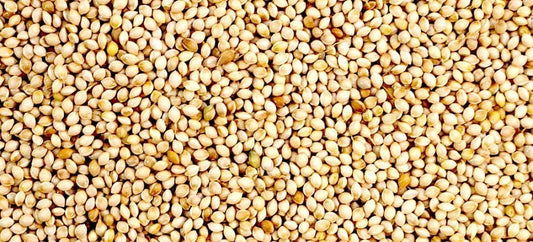 White French Millet-Seeds & Grains-Parrot Supplies Australia